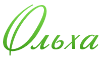 Ольха
